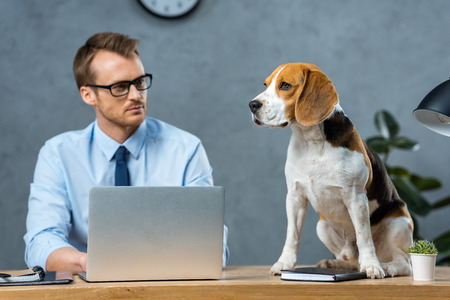 selective focus of businessman in eyeglasses working on laptop while beagle sitting on table in modern officeの写真素材