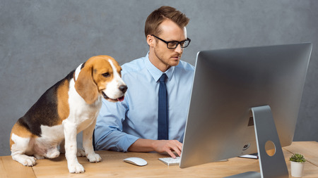 high angle view of businessman in eyeglasses working on computer at table with beagle in modern...