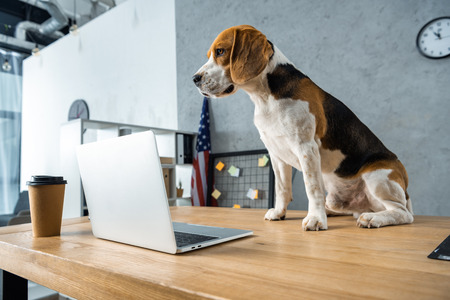 cute beagle sitting on table with disposable coffee cup and laptop in modern officeの写真素材