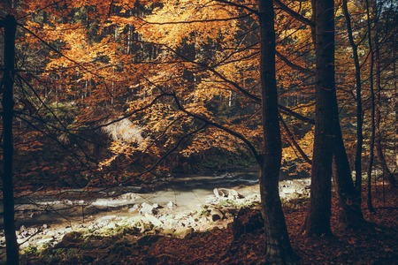 Mountain river in autumnal forest, Carpathians, Ukraineの写真素材