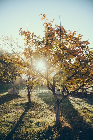 sun shining through autumnal golden tree in garden in Vorokhta, Carpathians, Ukraineの写真素材