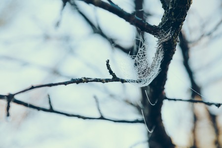 Close-up shot of spider web on tree in front of blue skyの写真素材