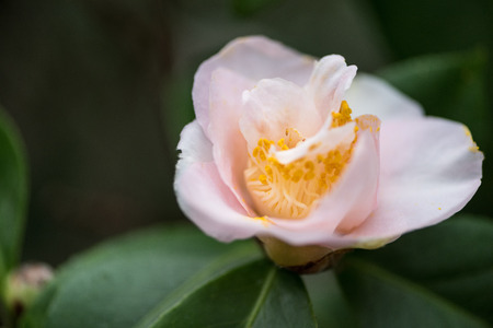 close-up view of beautiful tender blooming pink flowerの写真素材