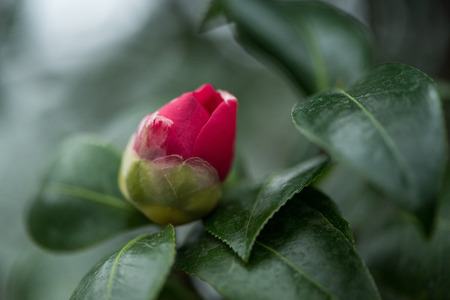 close-up view of beautiful red flower bud with green leavesの写真素材