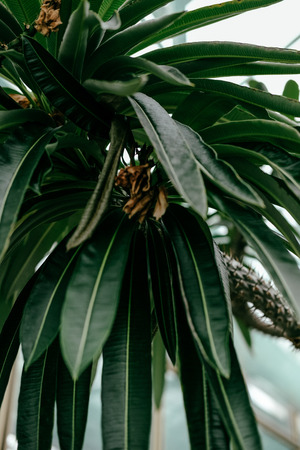 close up view of plant with green leavesの写真素材