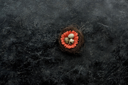 Organic quail eggs in nest with flower on dark backgroundの写真素材