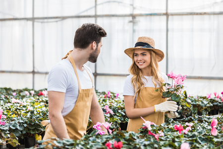 Young male and female gardeners arranging Cyclamen flowersの写真素材
