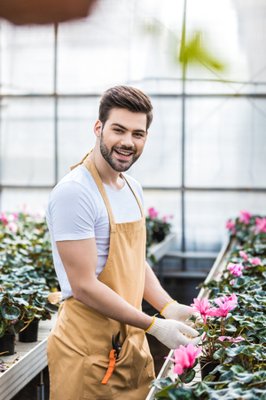 Young male gardener arranging Cyclamen flowers in glasshouseの写真素材