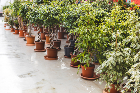 Green plants and ficus in pots in greenhouseの写真素材