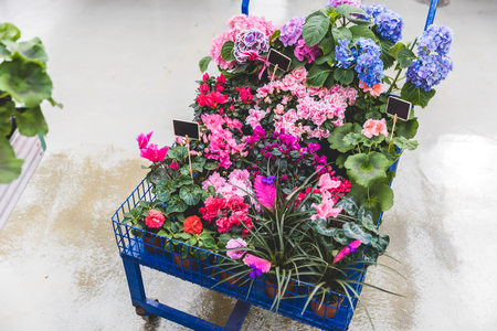 Metal cart with blooming flowers in pots with empty tagsの写真素材