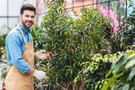 Handsome man cutting green plants in greenhouse