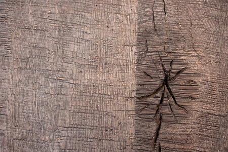close-up shot of brown wooden texture