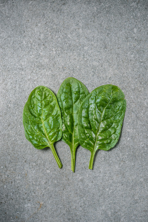 Row of wet and fresh spinach leaves on grey backgroundの写真素材
