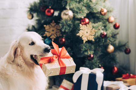 selective focus of golden retriever sitting with gift box in mouth near christmas tree at homeの写真素材
