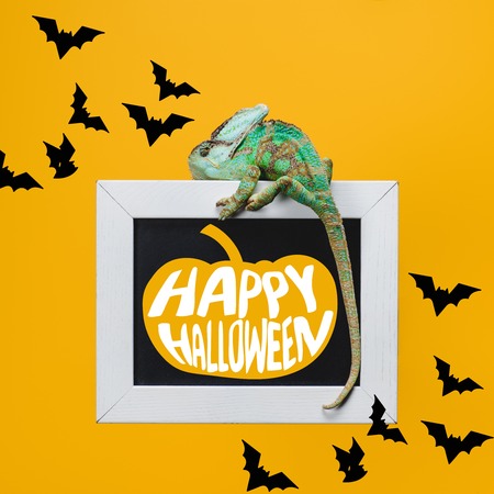 exotic chameleon on blackboard with pumpkin and happy halloween sign isolated on yellow with batsの写真素材