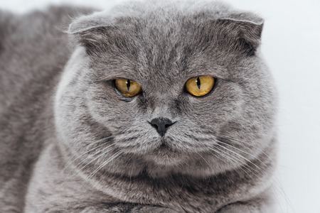 close up of adorable scottish fold cat on whiteの写真素材