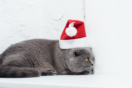 adorable scottish fold cat in christmas santa hat on whiteの写真素材