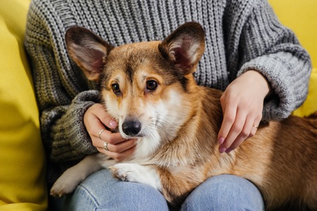 cropped view of woman sitting on sofa and stroking adorable pembroke welsh corgi dog