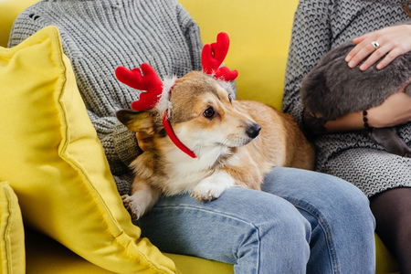 cropped view of women on sofa holding cute pembroke welsh corgi in deer horns and catの写真素材