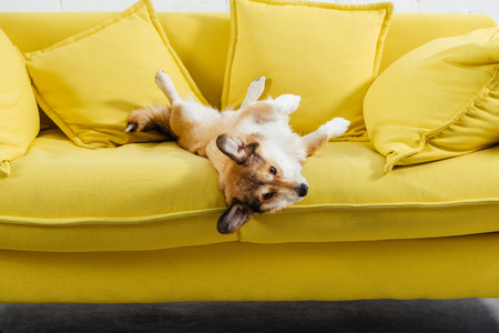 adorable pembroke welsh corgi dog lying on yellow sofaの写真素材