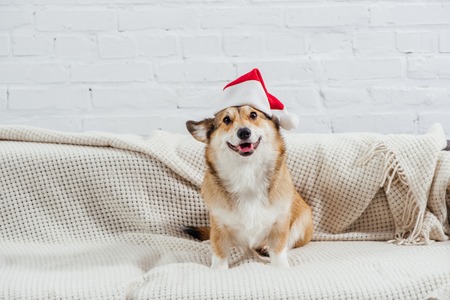 pembroke welsh corgi in santa hat on sofa with white backgroundの写真素材