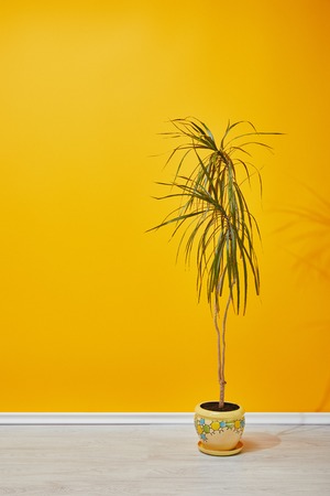 Houseplant in flowerpot on floor near yellow wallの写真素材