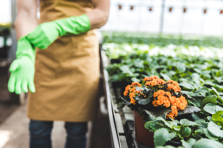 Gardener wearing protective gloves by blooming flowers in glasshouseの写真素材