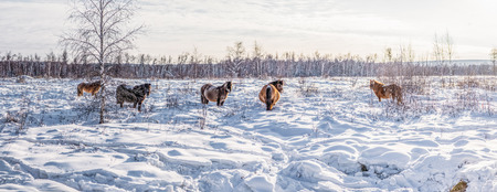 beautiful brown horses walking in snow, yakutiaの写真素材
