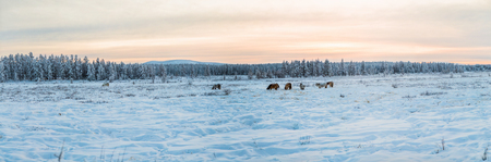 Beautiful brown and white horses walking in snow at sunset in Jakutiaの写真素材