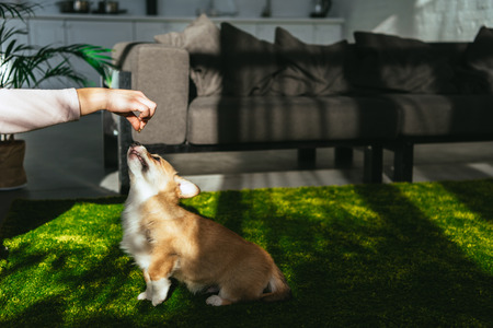 cropped image of woman playing with adorable welsh corgi pembroke at homeの写真素材