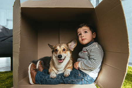 selective focus of welsh corgi pembroke sitting with little boy in cardboard boxの写真素材