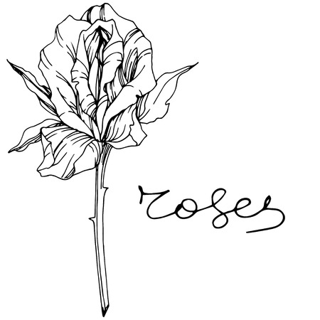 Vector Rose. Floral botanical flower. Black and white engraved ink art. Isolated rose illustration element. Wild spring leaf wildflower isolated.のイラスト素材
