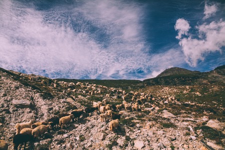 herd of sheep grazing on pasture in rocky mountains, Indian Himalayas, Rohtang Passの写真素材