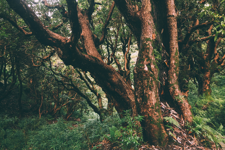 majestic trees growing in Indian Himalayas, Dharamsala, Baksuの写真素材