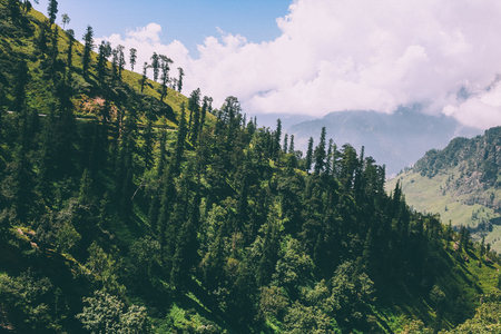 beautiful trees growing in scenic mountains, Indian Himalayas, Rohtang Passの写真素材