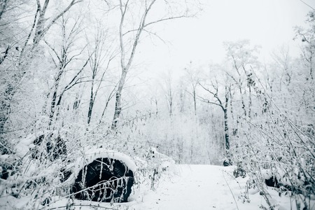 beautiful winter forest under white cloudy skyの写真素材