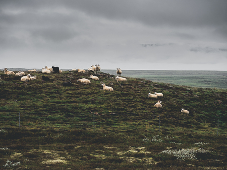 sheep grazing on icelandic pasture, Icelandの写真素材