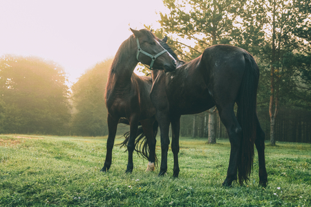 beautiful black horses grazing on green pasture in Altai, Russiaの写真素材