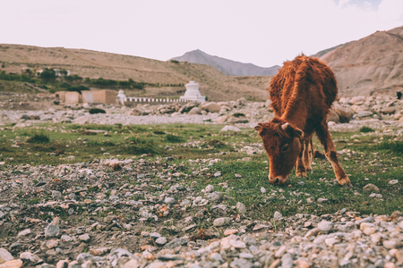 brown cow grazing on grass in Indian Himalayas, Ladakh regionの写真素材