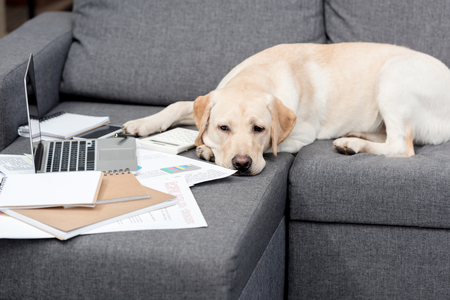 exhausted labrador dog lying on couch with documents and laptopの写真素材
