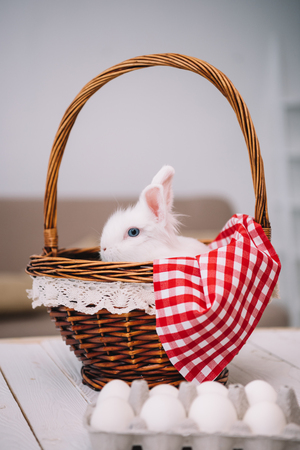 adorable white easter rabbit sitting in basketの写真素材