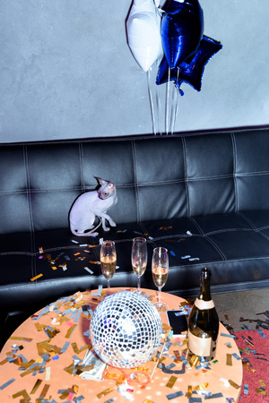 close up view of sphynx cat sitting on sofa in party room wit balloons and champagne on tableの写真素材