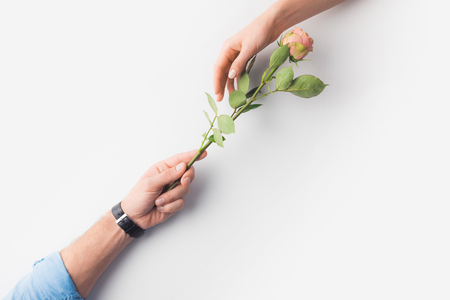 hands with pink rose flower isolated on whiteの写真素材