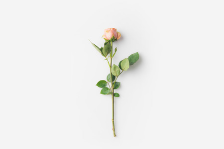 beautiful rose flower with stem isolated on whiteの写真素材