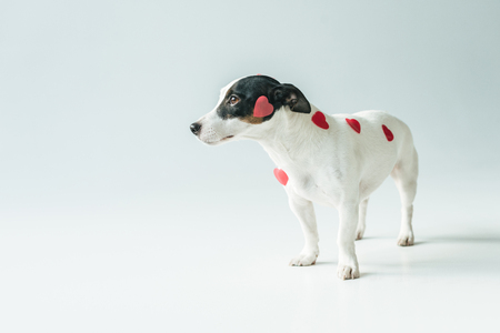 Jack russell terrier dog with red hearts for valentines day, on whiteの写真素材