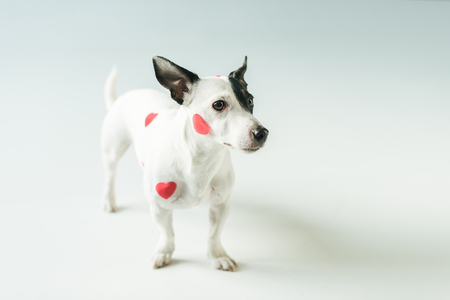 funny dog in red hearts for valentines day, on whiteの写真素材