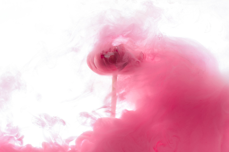 close up view of pink flower and paint splash isolated on whiteの写真素材