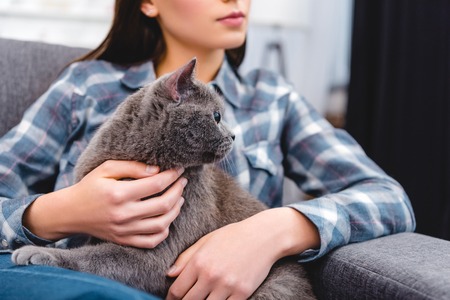 cropped shot of woman sitting on couch and stroking british shorthair catの写真素材