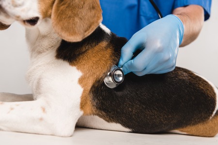 cropped view of veterinarian examining beagle dog with stethoscope