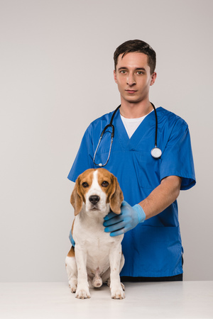 veterinarian with stethoscope holding beagle dog and looking at camera isolated on greyの写真素材